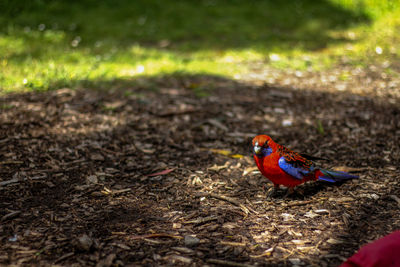 High angle view of parrot perching on field
