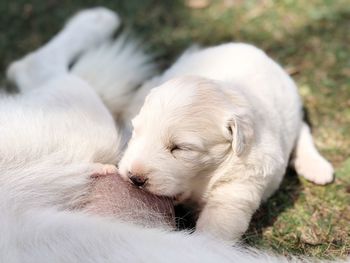 Close-up of a dog sleeping