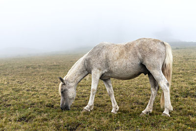 Gray white horse in black speck grazing in the mountains in the fog domestic animals