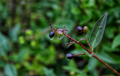 Close-up of berries growing on plant