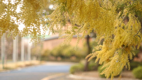 Close-up of yellow leaves hanging on tree in park