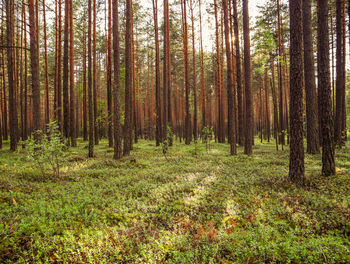 Pine trees in forest