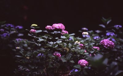 Close-up of pink flowers