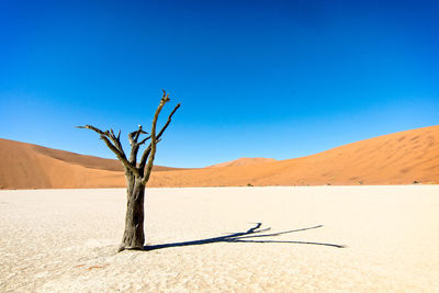 Dead tree on desert against clear blue sky