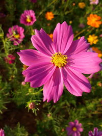 Close-up of pink cosmos flowers blooming outdoors