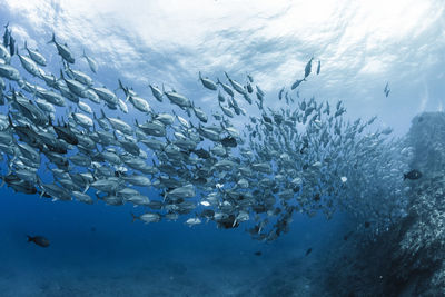 School of bigeye trevally , wide angle