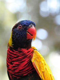 Close-up of parrot perching