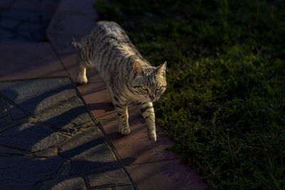 Cat walking on footpath