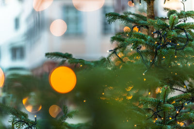 Close-up of christmas tree