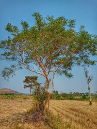 Tree on field against clear sky