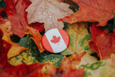 Round circle badge with national canadian flag symbol lying on ground in autumn leaves 