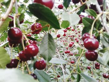 Close-up of cherries on tree