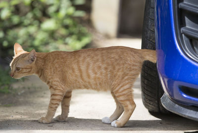 Full length of a cat lying down on street