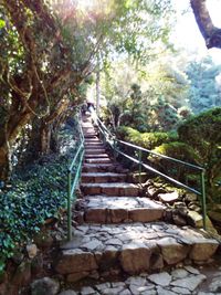Steps leading to forest