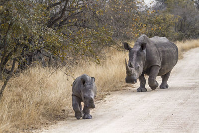 View of elephant walking