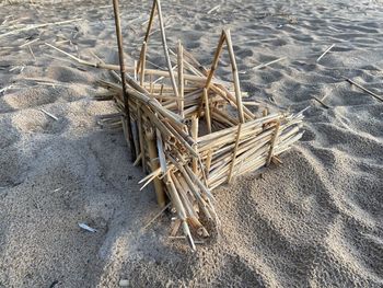 High angle view of corn on beach