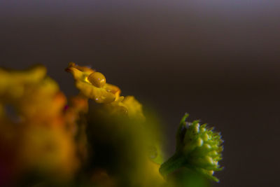 Close-up of yellow flowering plant