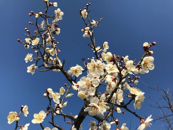 Low angle view of cherry blossom against blue sky