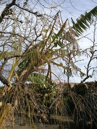 Close-up of plants against sky