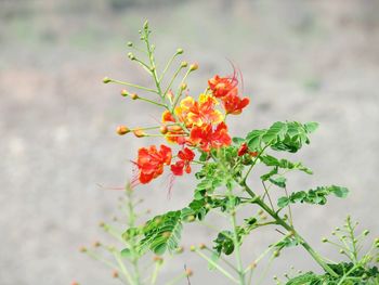 Close-up of red flowering plant