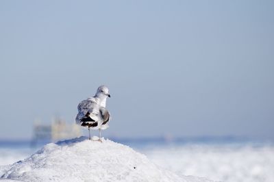 Seagull perching on rock