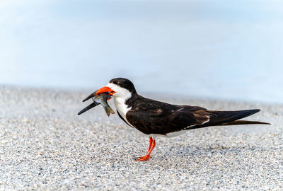 Side view of a bird on the beach