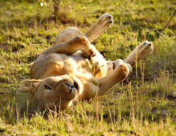 Sheep relaxing on grass