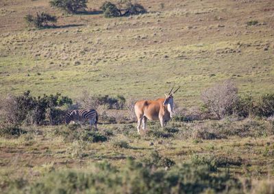 Horse in a field