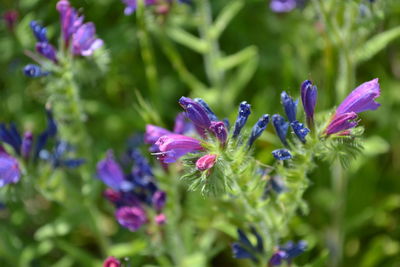 Close-up of butterfly on purple flowers