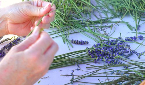 Close-up of woman holding flower