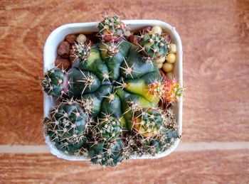 High angle view of potted plants on table