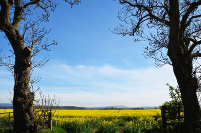 Scenic view of field against sky