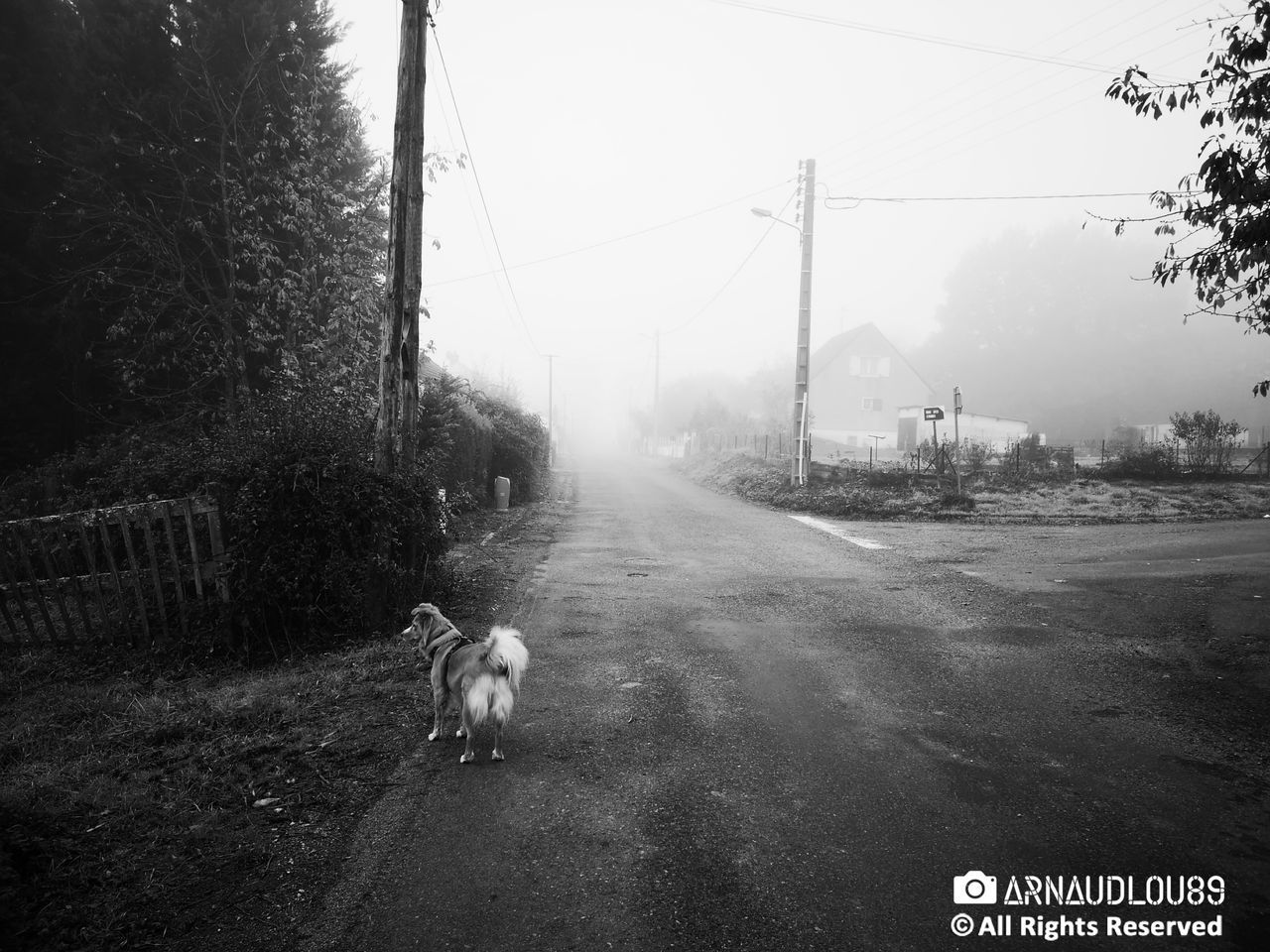 domestic, pets, mammal, one animal, animal themes, domestic animals, canine, animal, dog, vertebrate, road, transportation, the way forward, direction, nature, tree, day, electricity, sky, street, no people