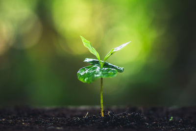 Close-up of small plant