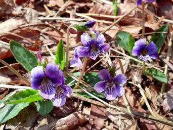 Close-up of purple flowers