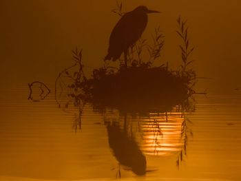 Silhouette bird swimming in lake against sky during sunset