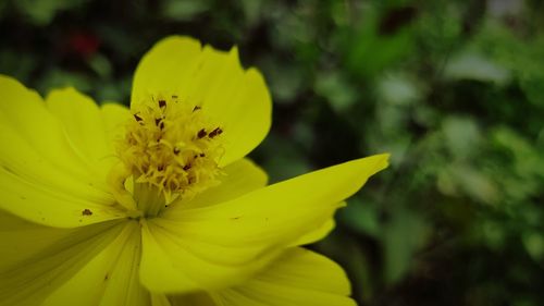 Close-up of yellow flowering plant