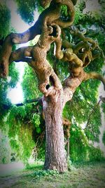 Close-up of tree in forest