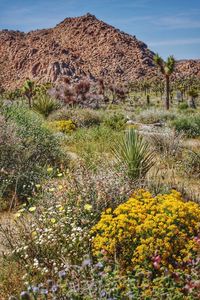 View of flowers growing on landscape