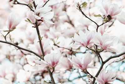 Fresh magnolia tree branch with flowers on a blurred background. pink pastel floral backdrop. spring