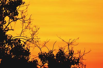 Low angle view of silhouette tree against orange sky