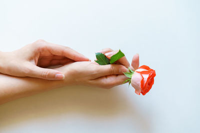 Woman hands holding natural fresh rose. beautiful roses in hand on background