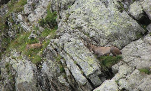 View of lizard on rock