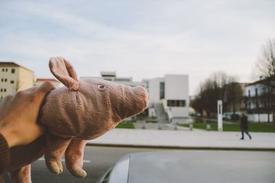 Close-up of person holding stuffed toy