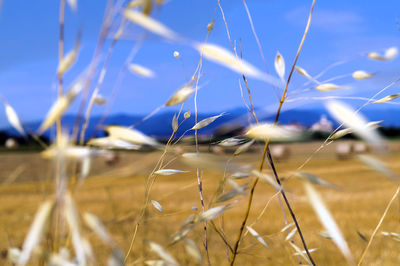 Close-up of wheat growing on field against blue sky