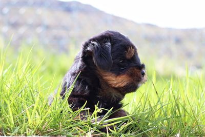 Dog looking away on field