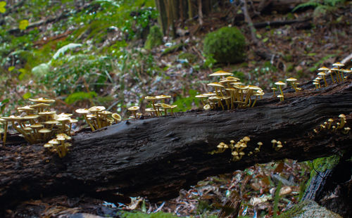 Close-up of mushrooms growing on tree trunk