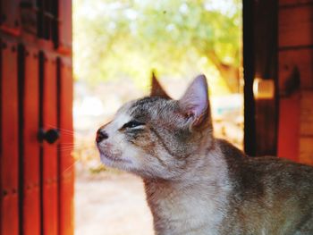 Close-up of a cat looking away