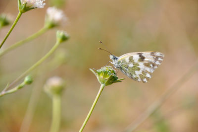 Close-up of butterfly pollinating on flower