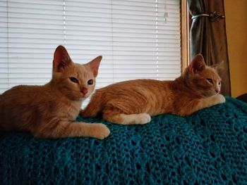 Cats resting in a home